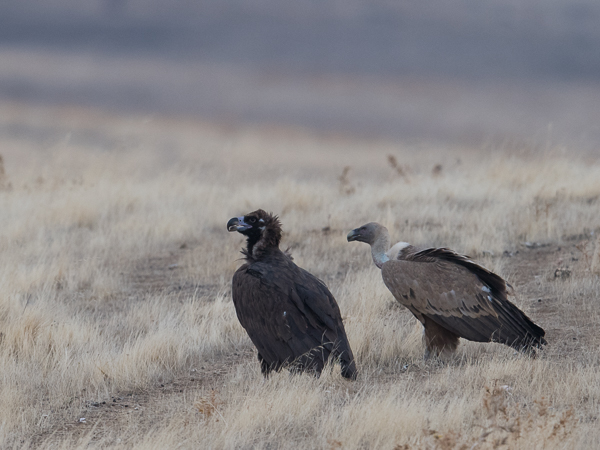 Munkkikorppikotka, Cinereous Vulture, Aegypius monachus
